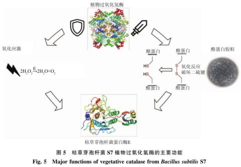 高效降解牛奶過敏原蛋白酶菌種篩選及其重組植物過氧化氫酶的功能驗(yàn)證 二